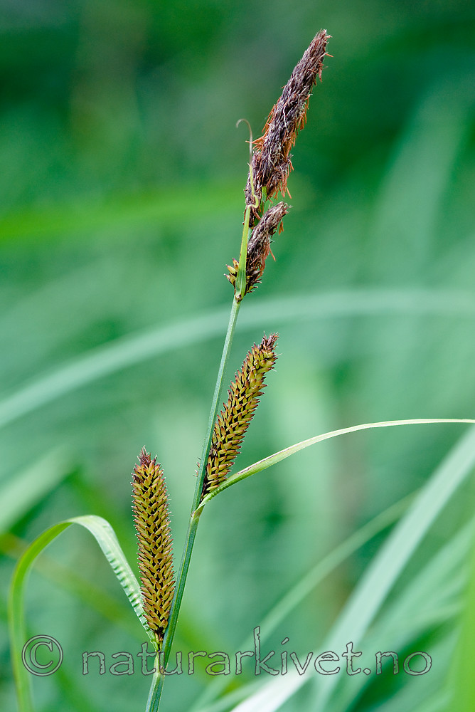 BB 09 0346 / Carex acutiformis / Rankstarr